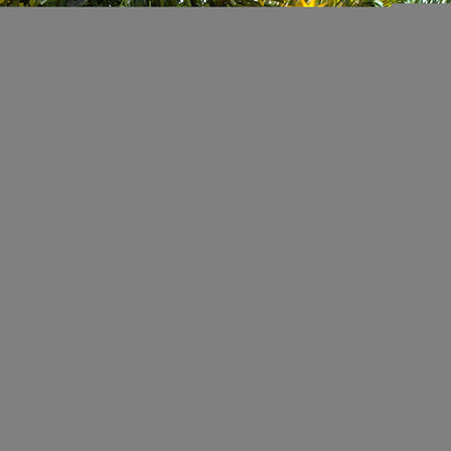 SANTACO Christmas Tree 1.5M 5Ft 200LED 1.5 Meter-1942353777814278149